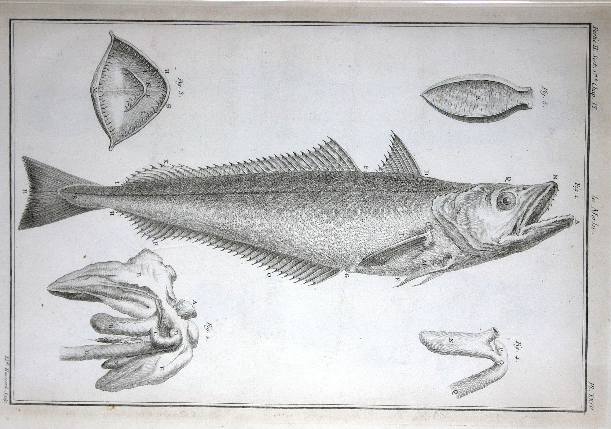 Image of Cornish Salmon