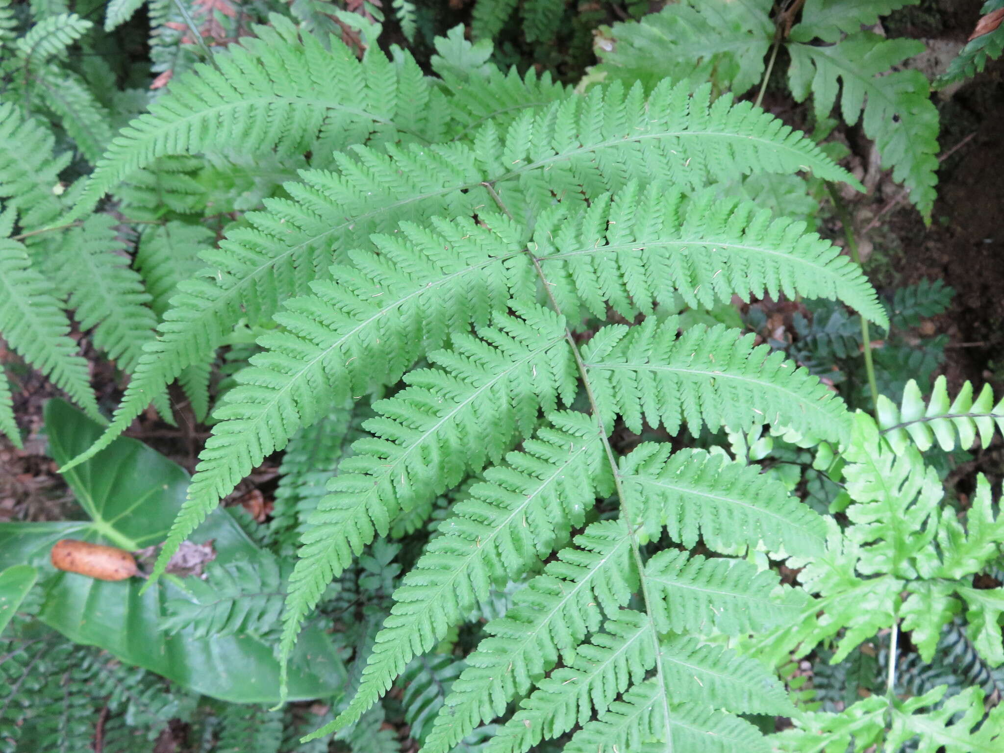 Image of swordfern