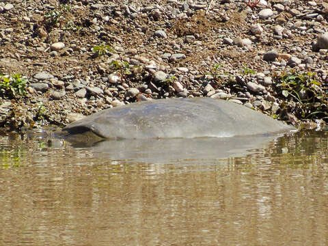 Image of Euphrates Softshell Turtle