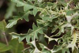 Imagem de Banksia armata (R. Br.) A. R. Mast & K. R. Thiele
