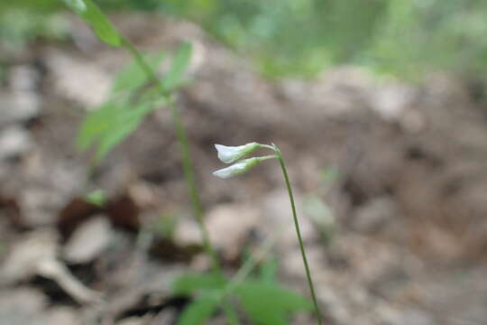 Imagem de Vicia pubescens (DC.) Link