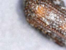 Image of rice weevil