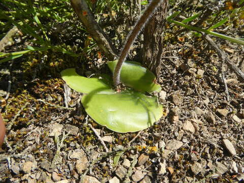 Imagem de Holothrix burchellii (Lindl.) Rchb. fil.