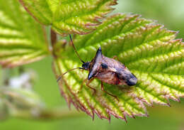 Image of Bilberry shield bug