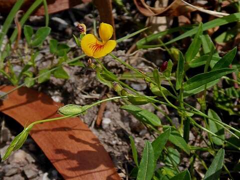 Image of Zornia dyctiocarpa var. dyctiocarpa