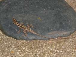 Image of Ghost Anole