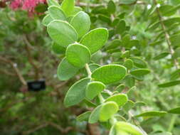 Image of Melaleuca elliptica Labill.