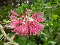 Image of Melaleuca elliptica Labill.