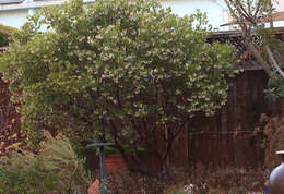 Слика од Arctostaphylos densiflora M. S. Baker