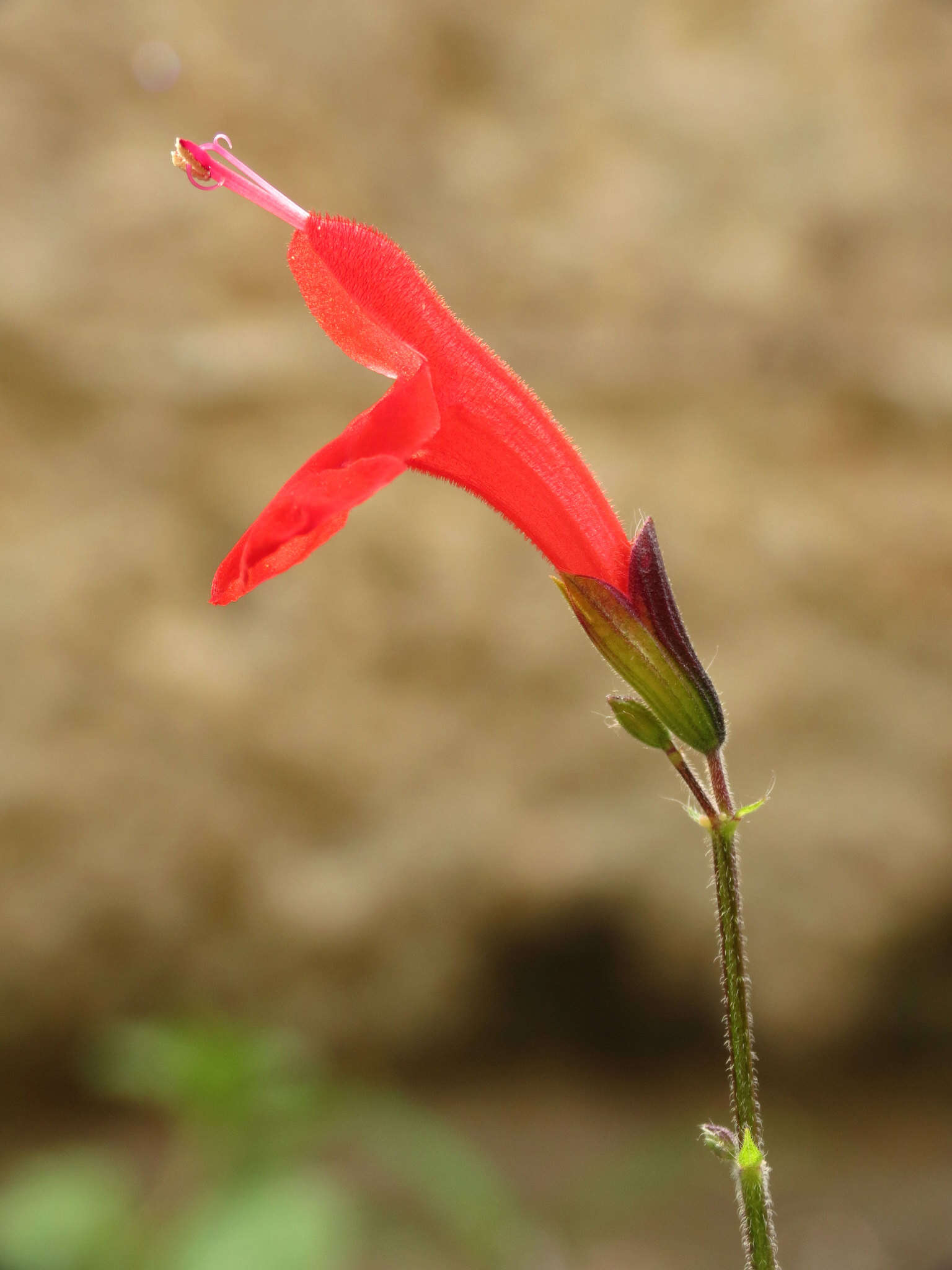 Imagem de Salvia coccinea Buc'hoz ex Etl.