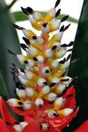 Image of Aechmea woronowii Harms