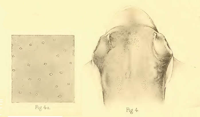 Plancia ëd Aetomylaeus nichofii (Bloch & Schneider 1801)