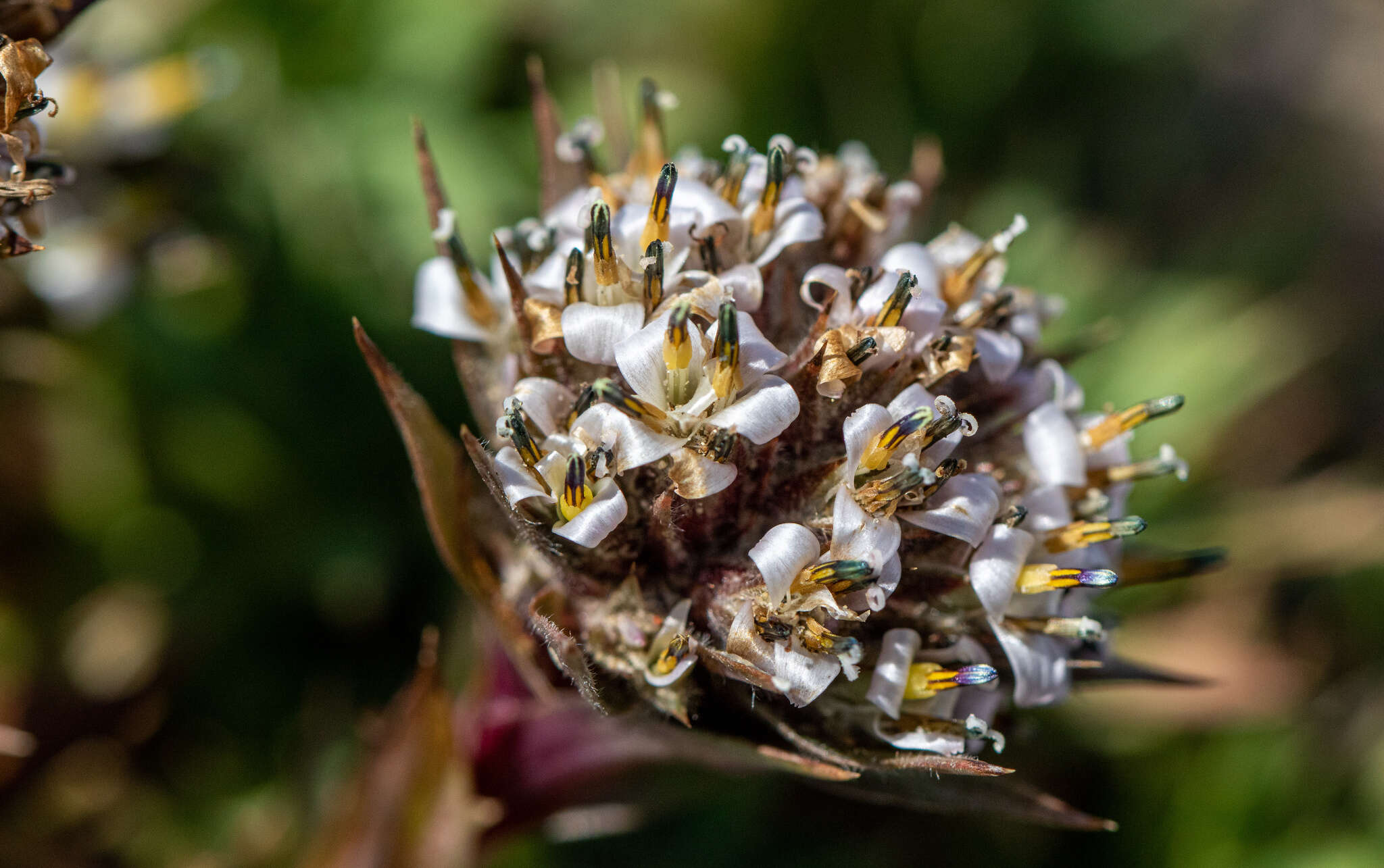 صورة Nassauvia aculeata (Less.) Poepp. & Endl.