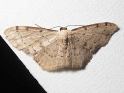 Image of Idaea halmaea Meyrick 1888