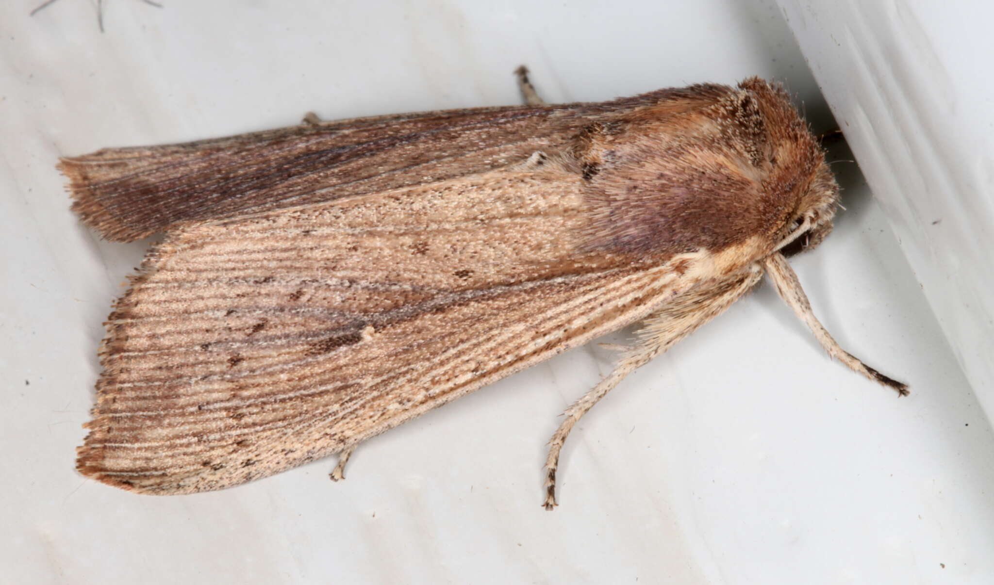 Leucania polysticha Turner 1902的圖片