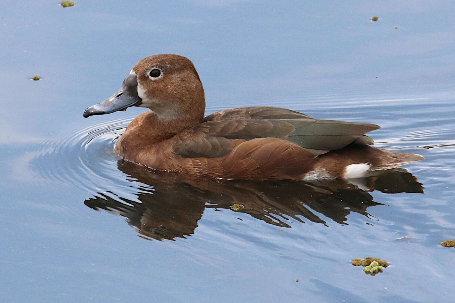 Image of Rosy-billed Pochard