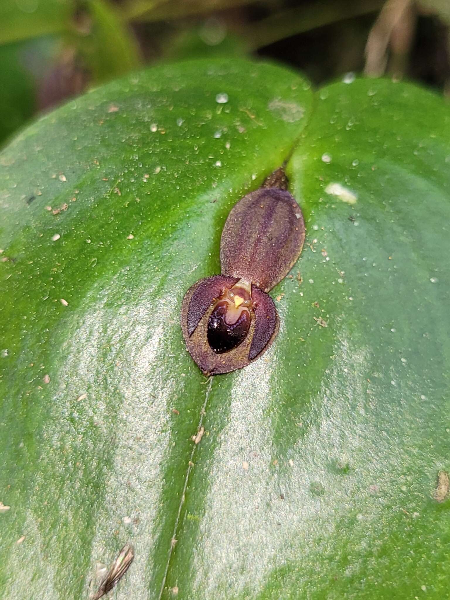 Imagem de Pleurothallis cordata (Ruiz & Pav.) Lindl.