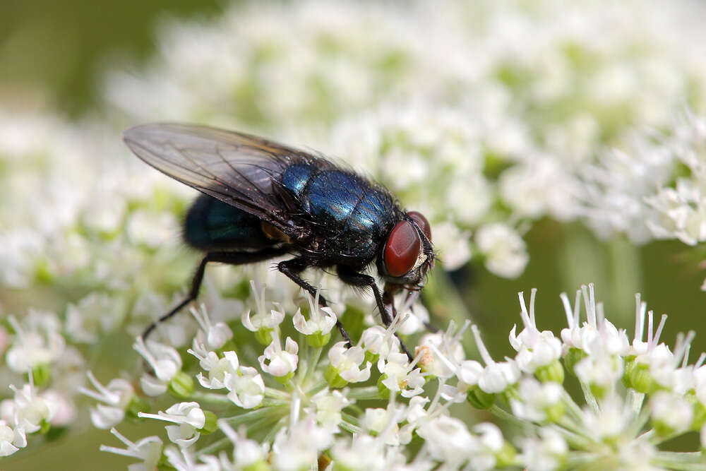 Image of Protocalliphora azurea (Fallen 1817)