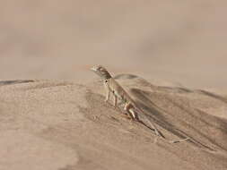 Image of Fringe-toed Sand Lizard