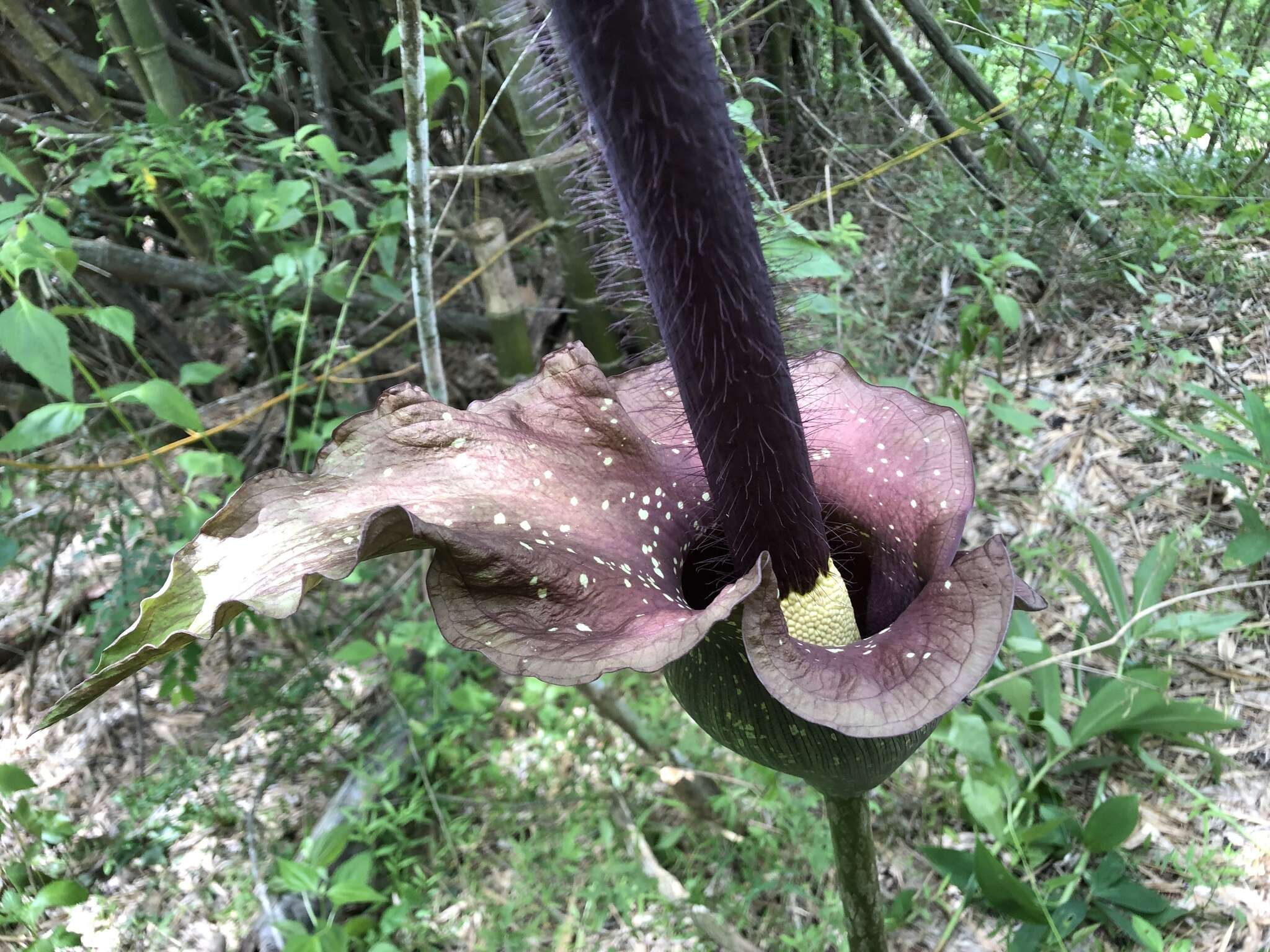 Amorphophallus hirtus N. E. Br. resmi