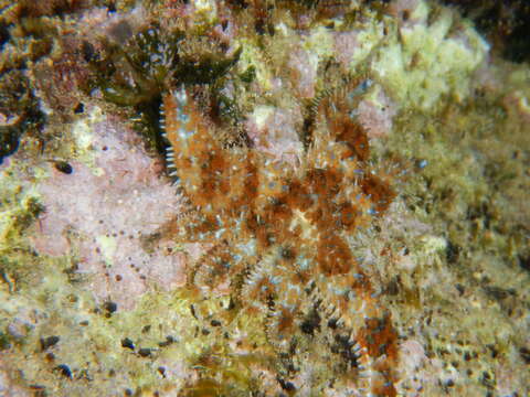 Image of white starfish