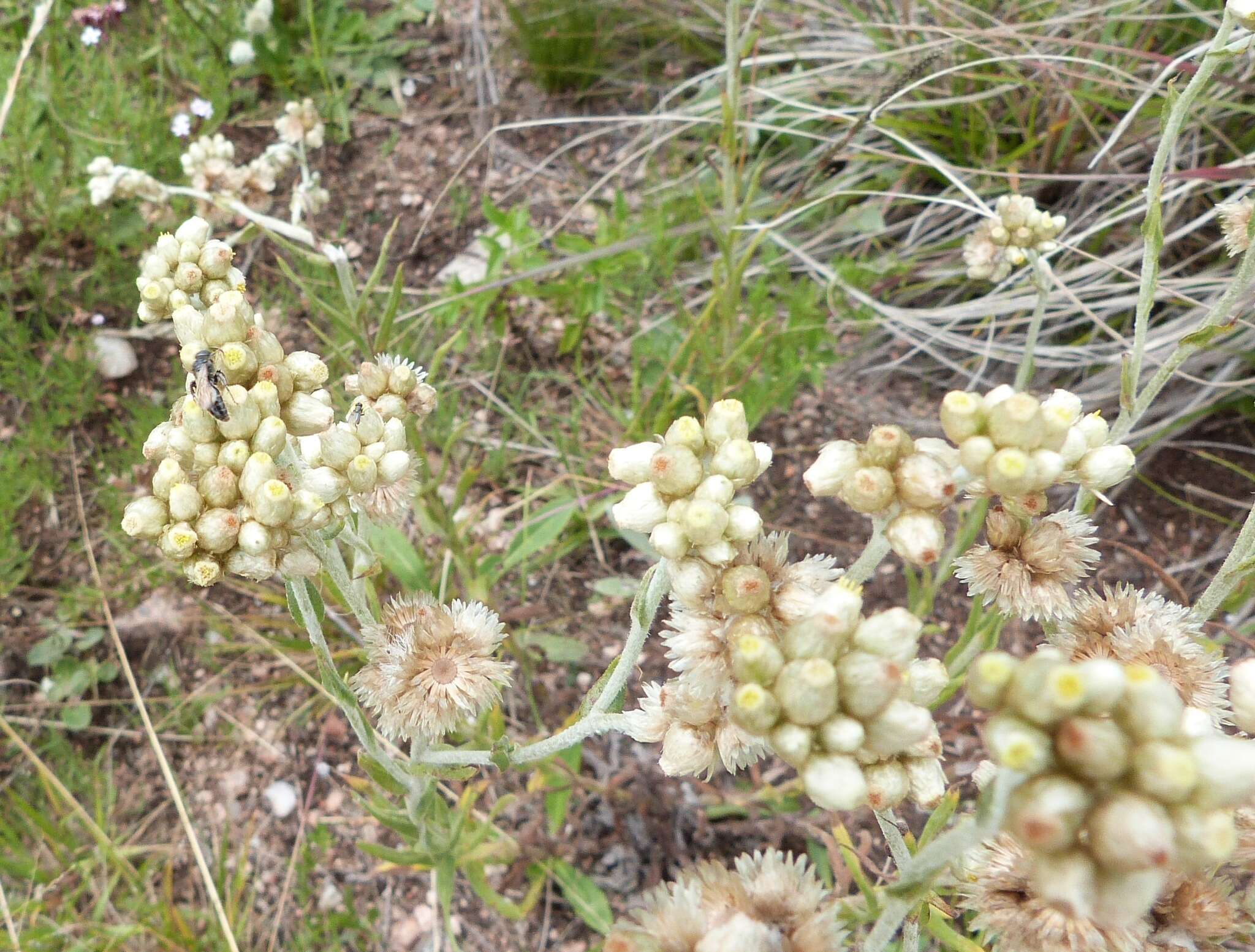 Слика од Pseudognaphalium gaudichaudianum (DC.) A. A. Anderberg