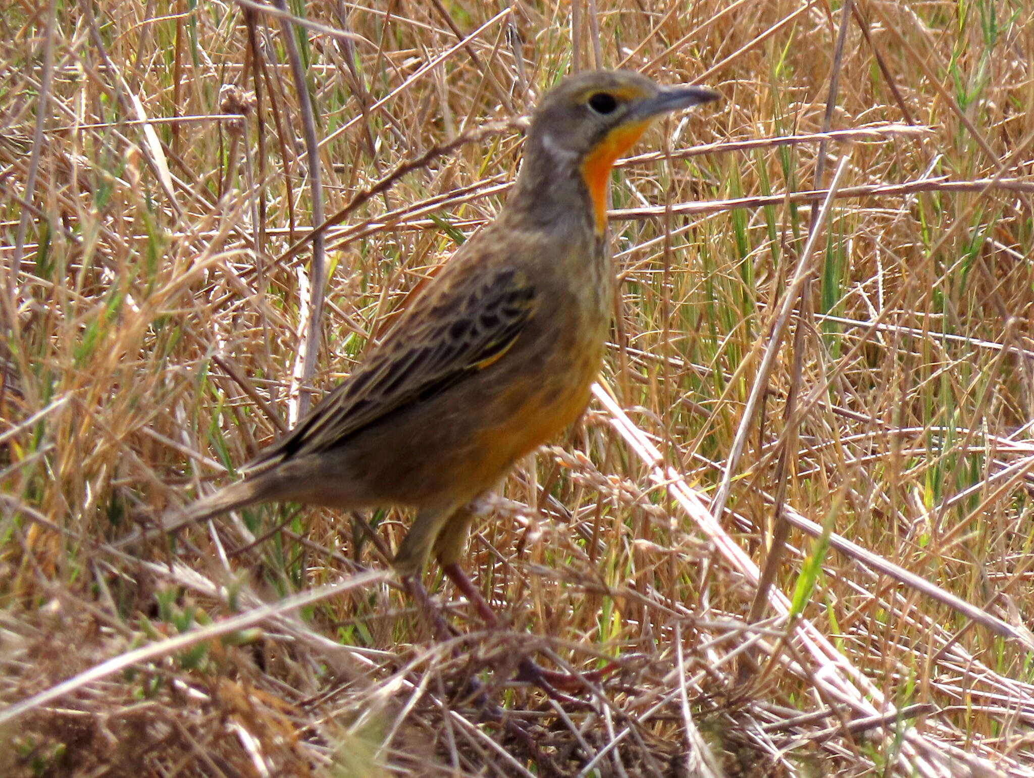 Image of Macronyx capensis capensis (Linnaeus 1766)