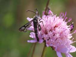 Image de Chamaesphecia bibioniformis Esper 1779