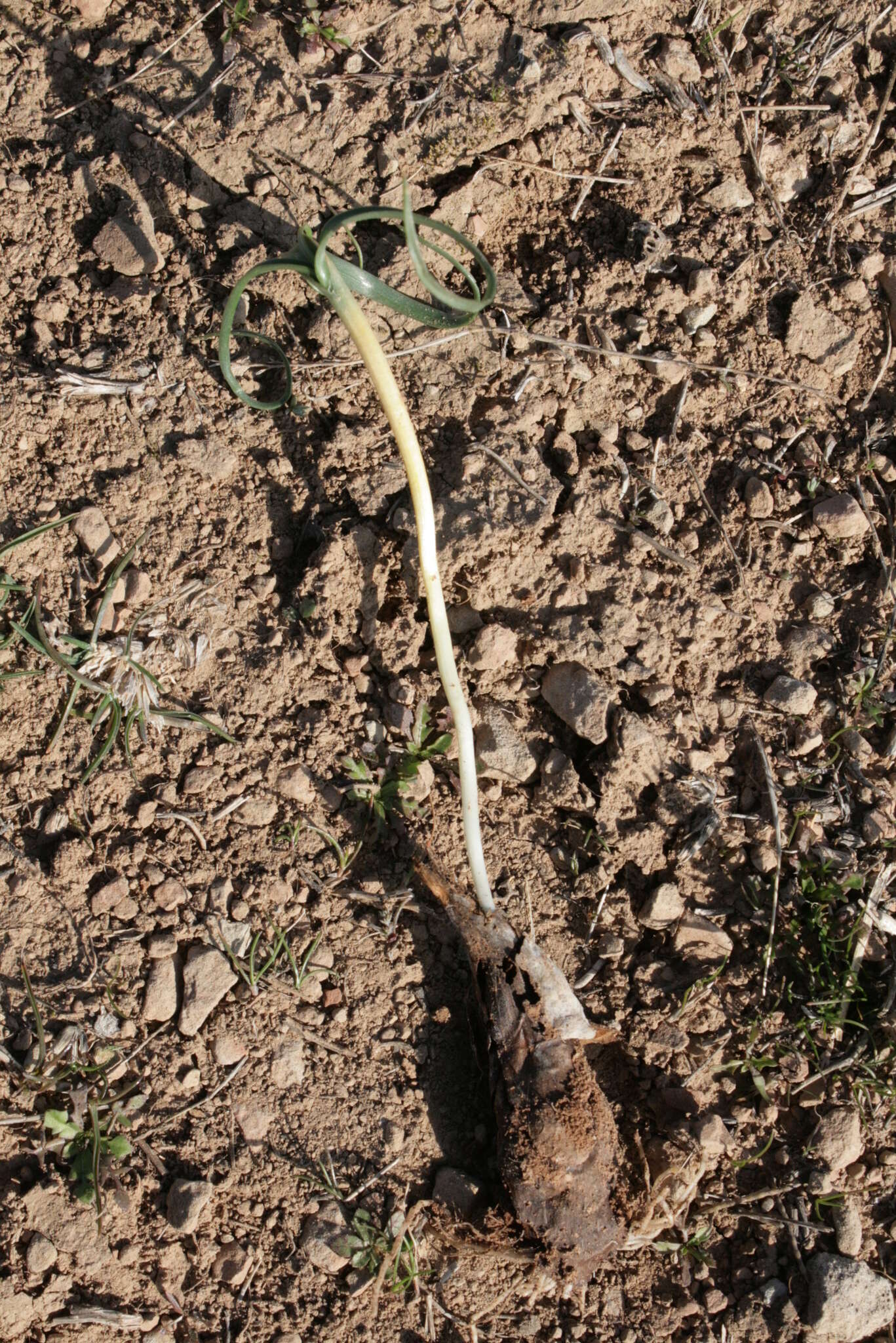 Image of Colchicum crocifolium Boiss.