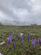 Image of Crocus neapolitanus (Ker Gawl.) Loisel.