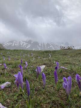 Image of Crocus neapolitanus (Ker Gawl.) Loisel.