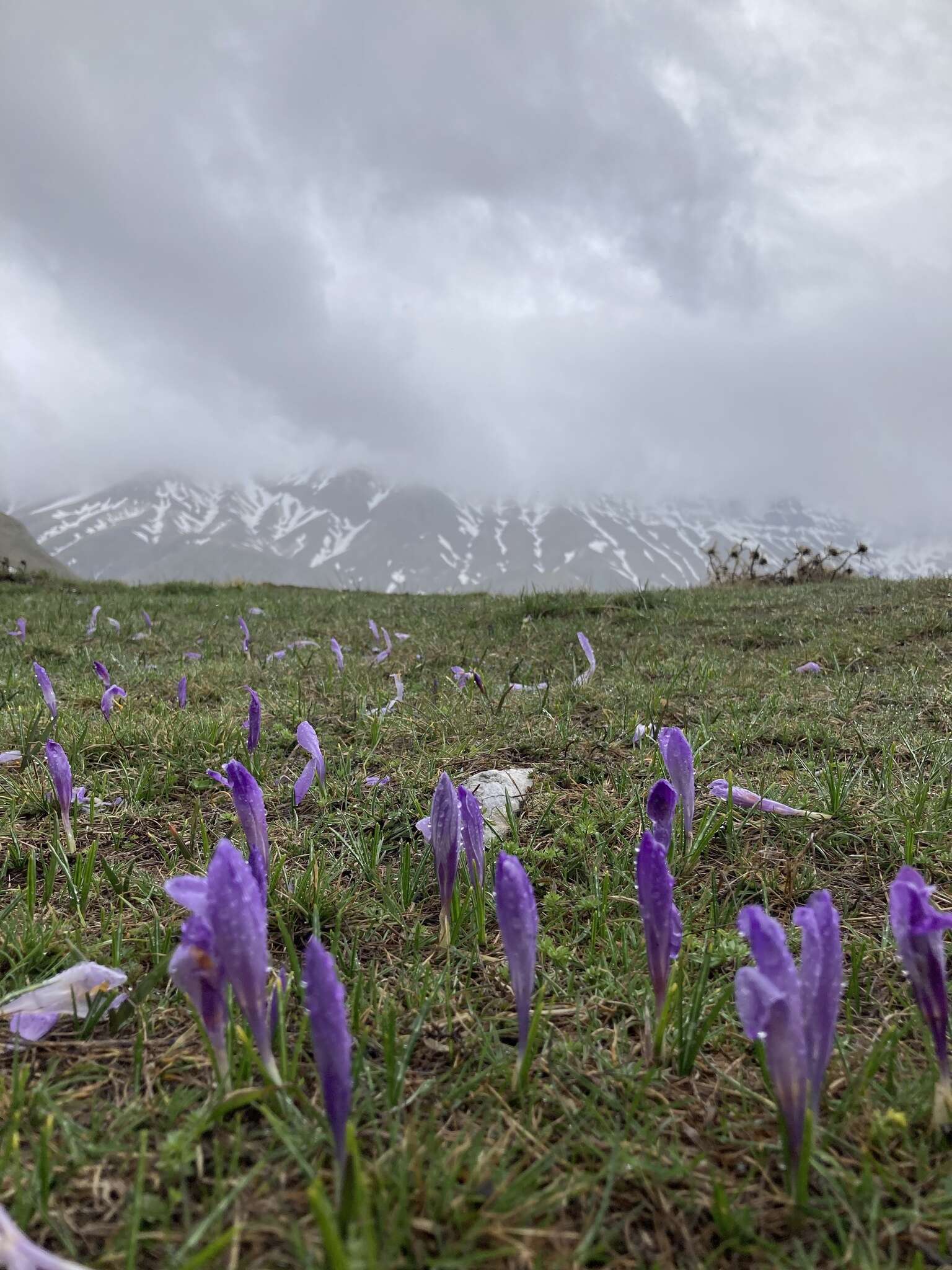 Image of Crocus neapolitanus (Ker Gawl.) Loisel.