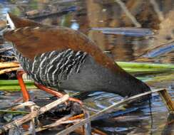 Image of African Rail