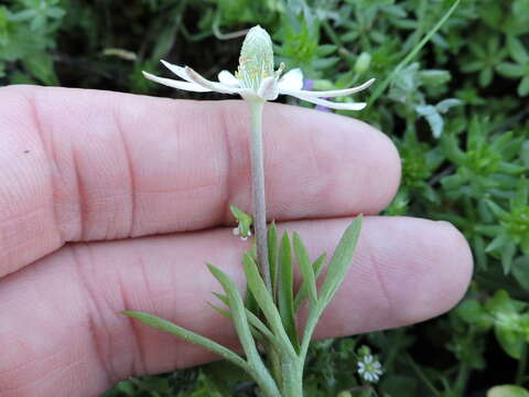 Anemone berlandieri Pritz. resmi