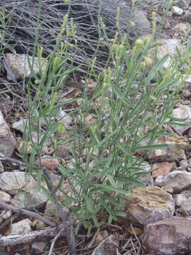 Image of blue milkwort