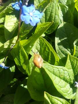 Image of amber snail