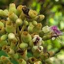 Image de Miconia tomentosa (Rich.) D. Don