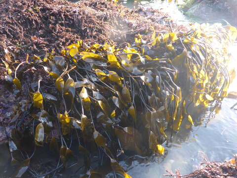 Imagem de Laminaria sinclairii