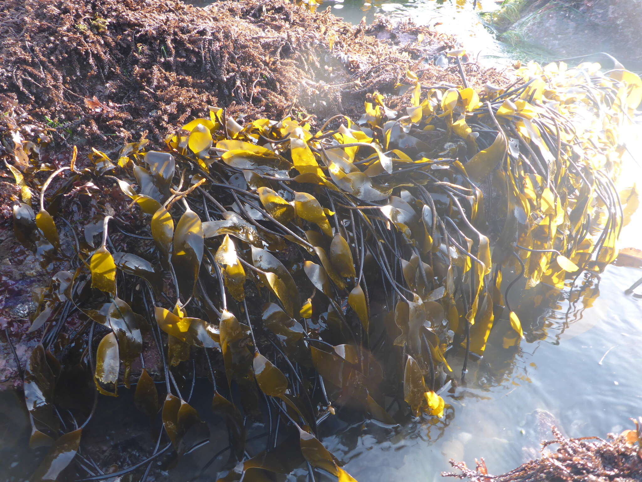 Image of Laminaria sinclairii