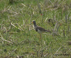 Image of Grey-headed Lapwing
