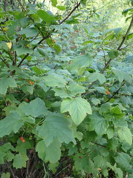 Image of Ribes spicatum subsp. hispidulum (Jancz.) L. Hämet-Ahti