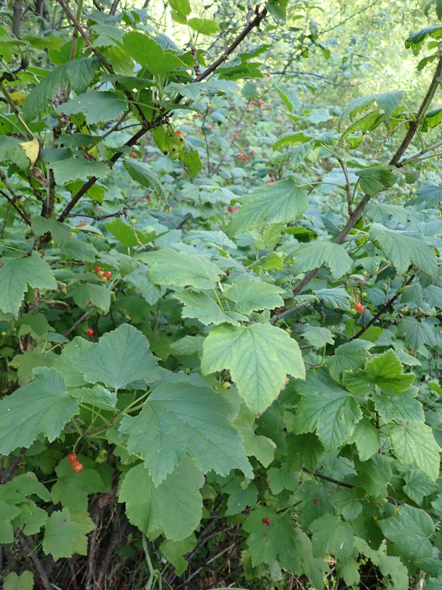 Image of Ribes spicatum subsp. hispidulum (Jancz.) L. Hämet-Ahti