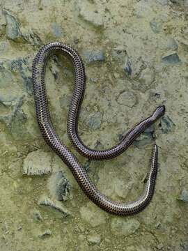 Image of Big-scaled Blind Snake