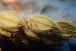 Image of dallisgrass