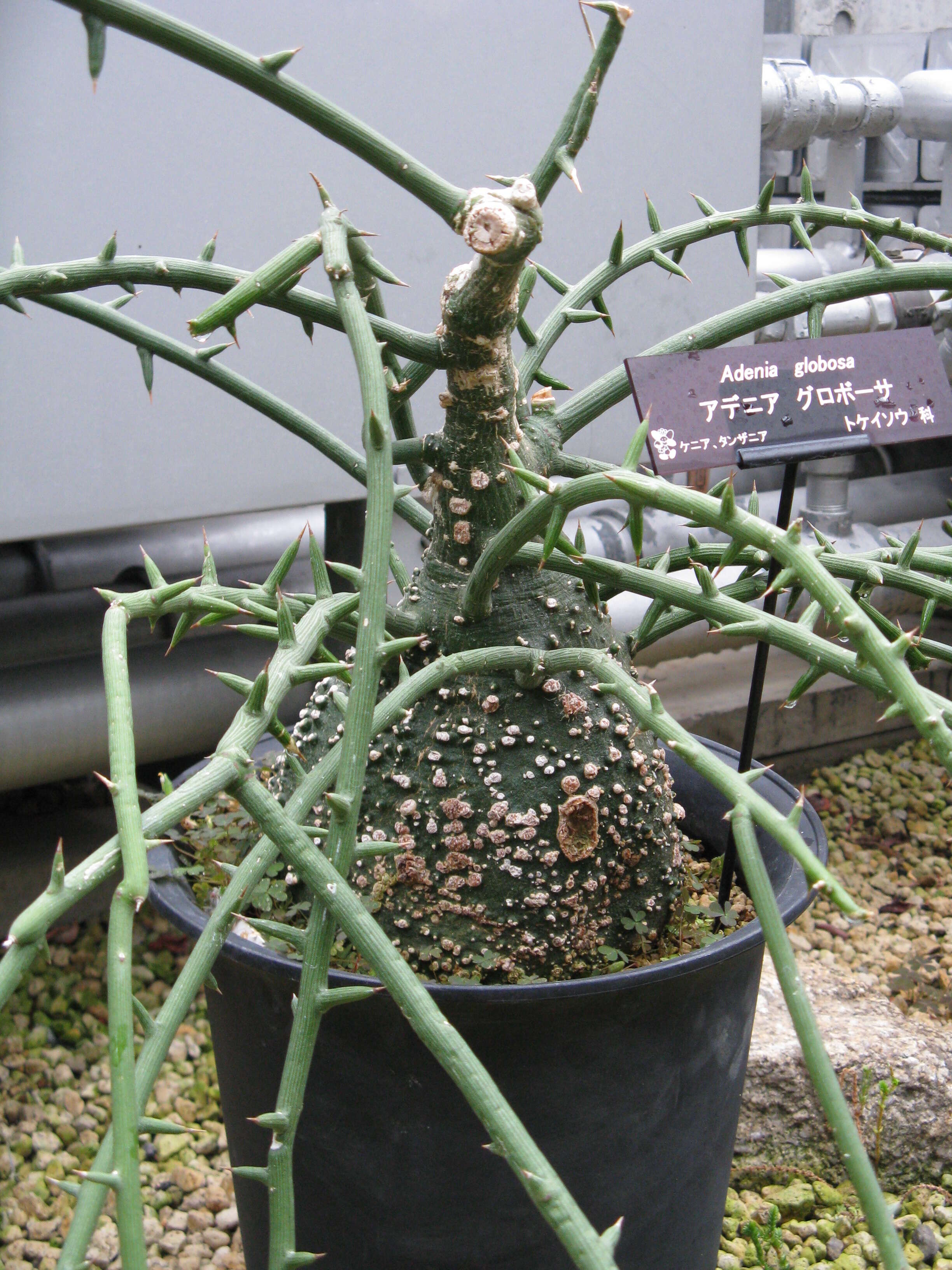 Image of Adenia globosa Engl.