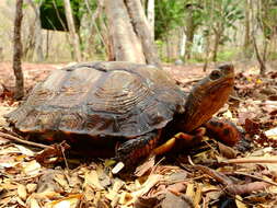 Image of Central American wood turtle