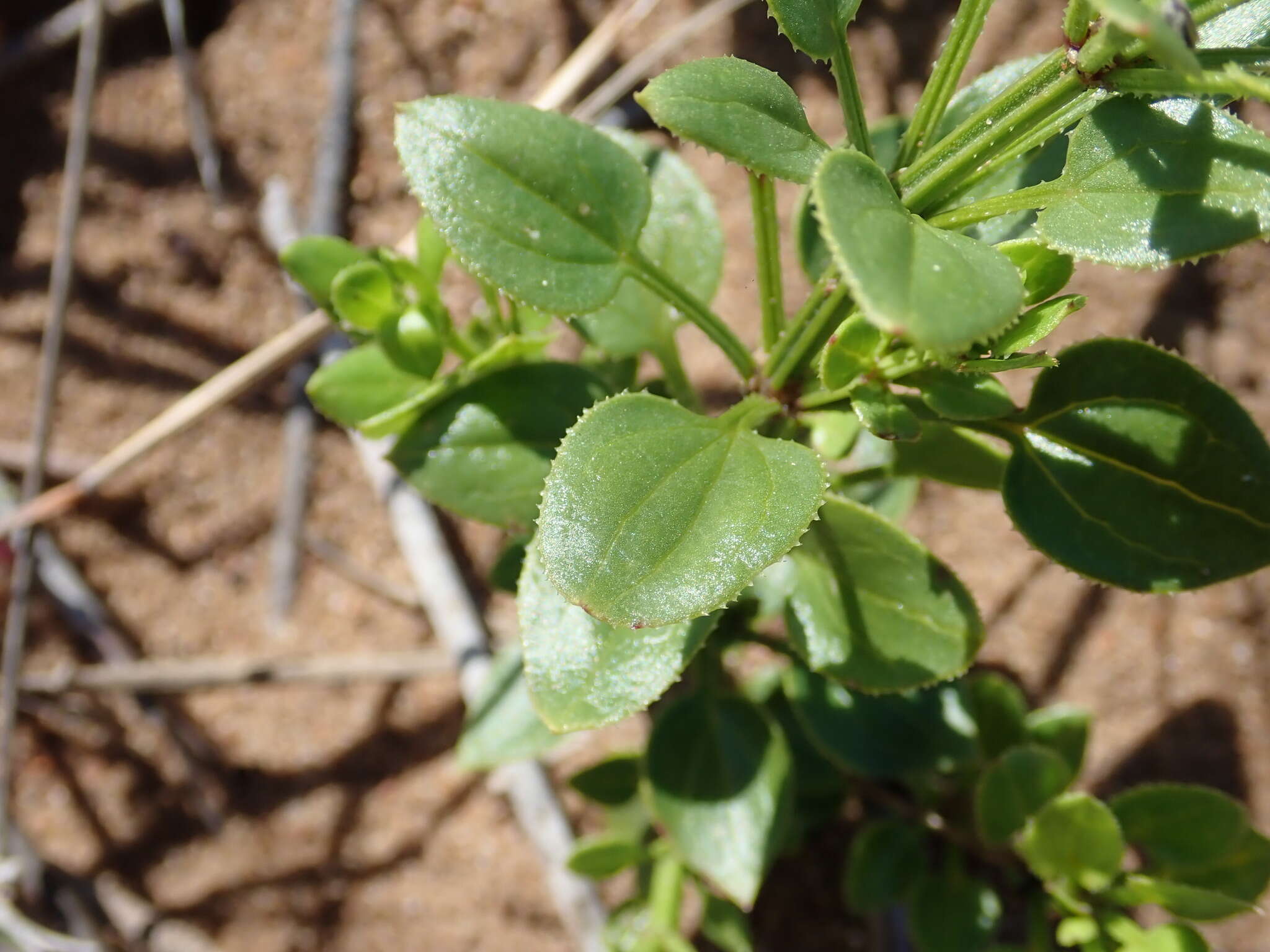 Image of Rubia petiolaris DC.