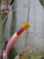 Image of smallflower century plant