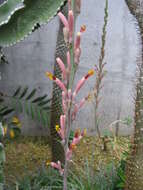 Image of smallflower century plant