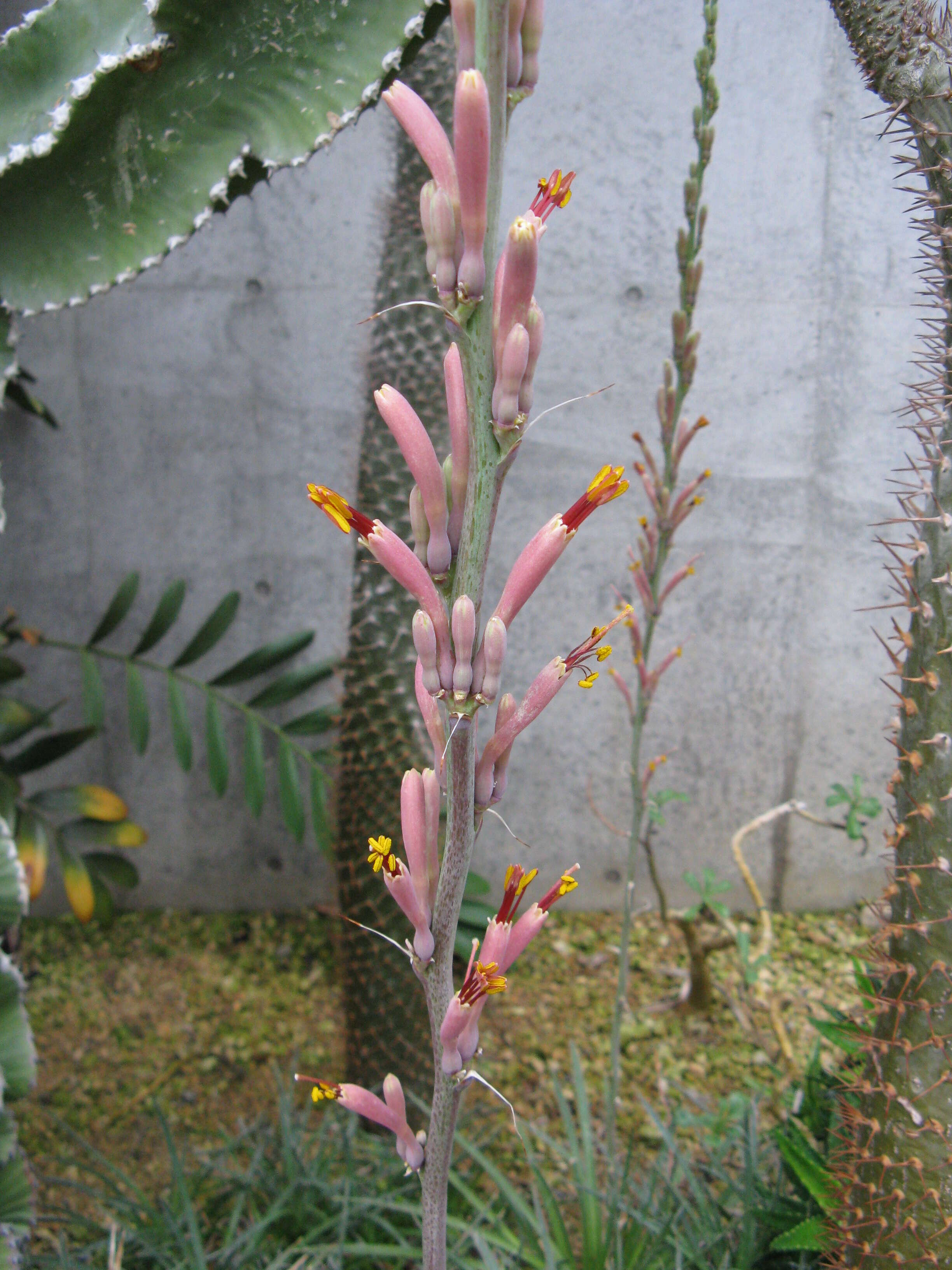 Image of smallflower century plant